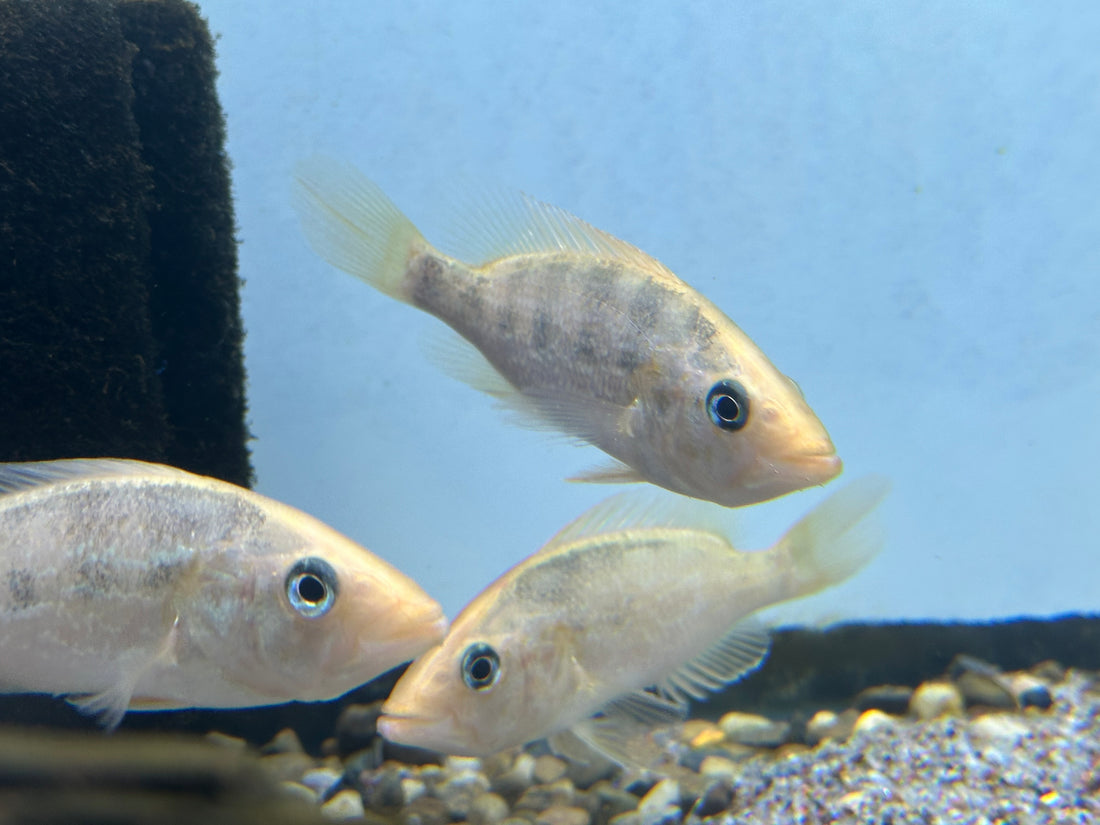 Red Bay Snook Cichlid (3.75-4”)