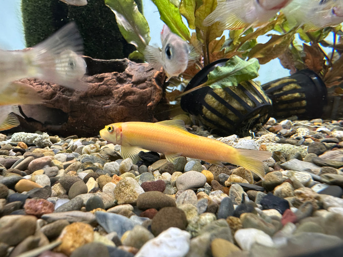 Gold Chinese Algae Eater (2.5-3”)