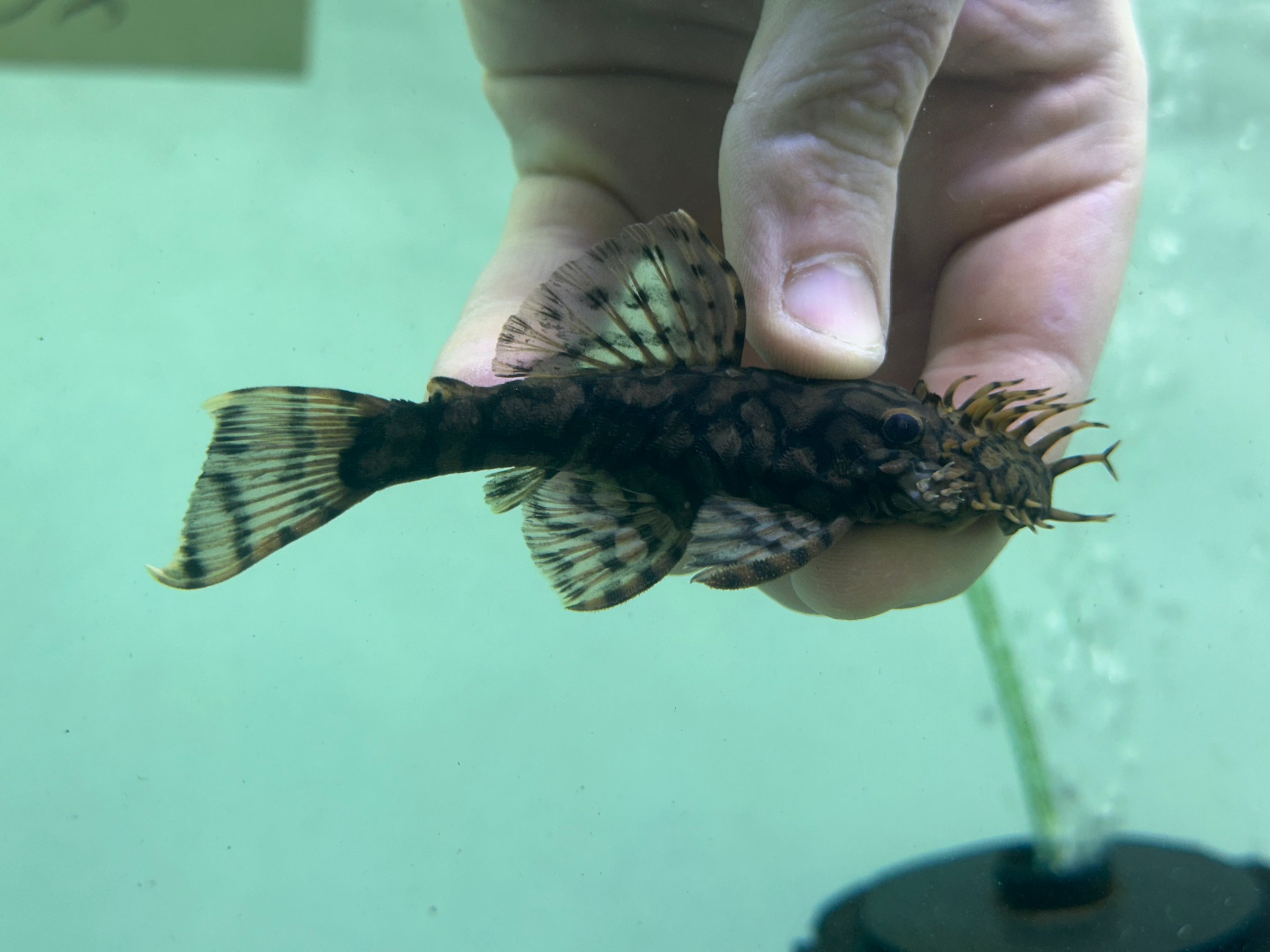 L519 Ancistrus Pleco “Rio Itenez” (3-3.5”)