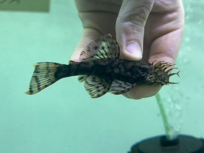 L519 Ancistrus Pleco “Rio Itenez” (3-3.5”)
