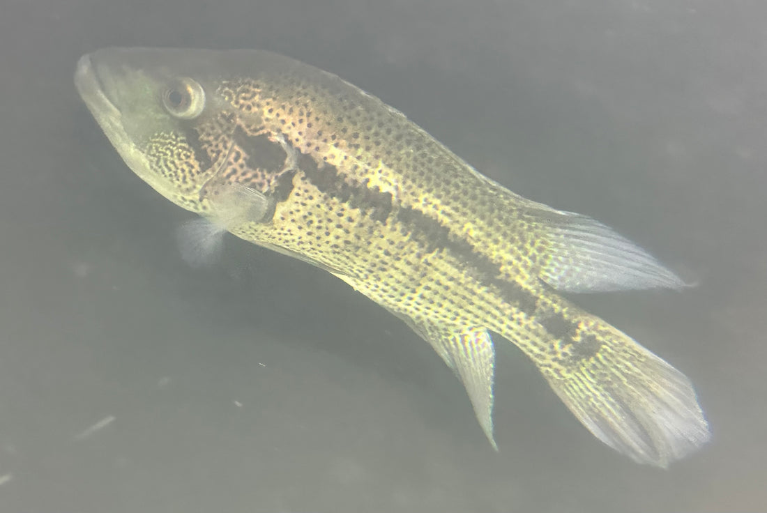 XL Dovii Cichlid (11-12”)
