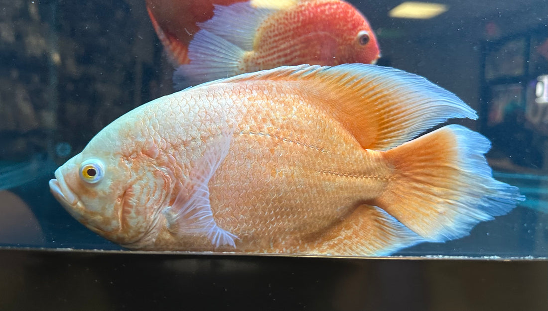 Jumbo Longfin Albino Red Oscar (8-9”)