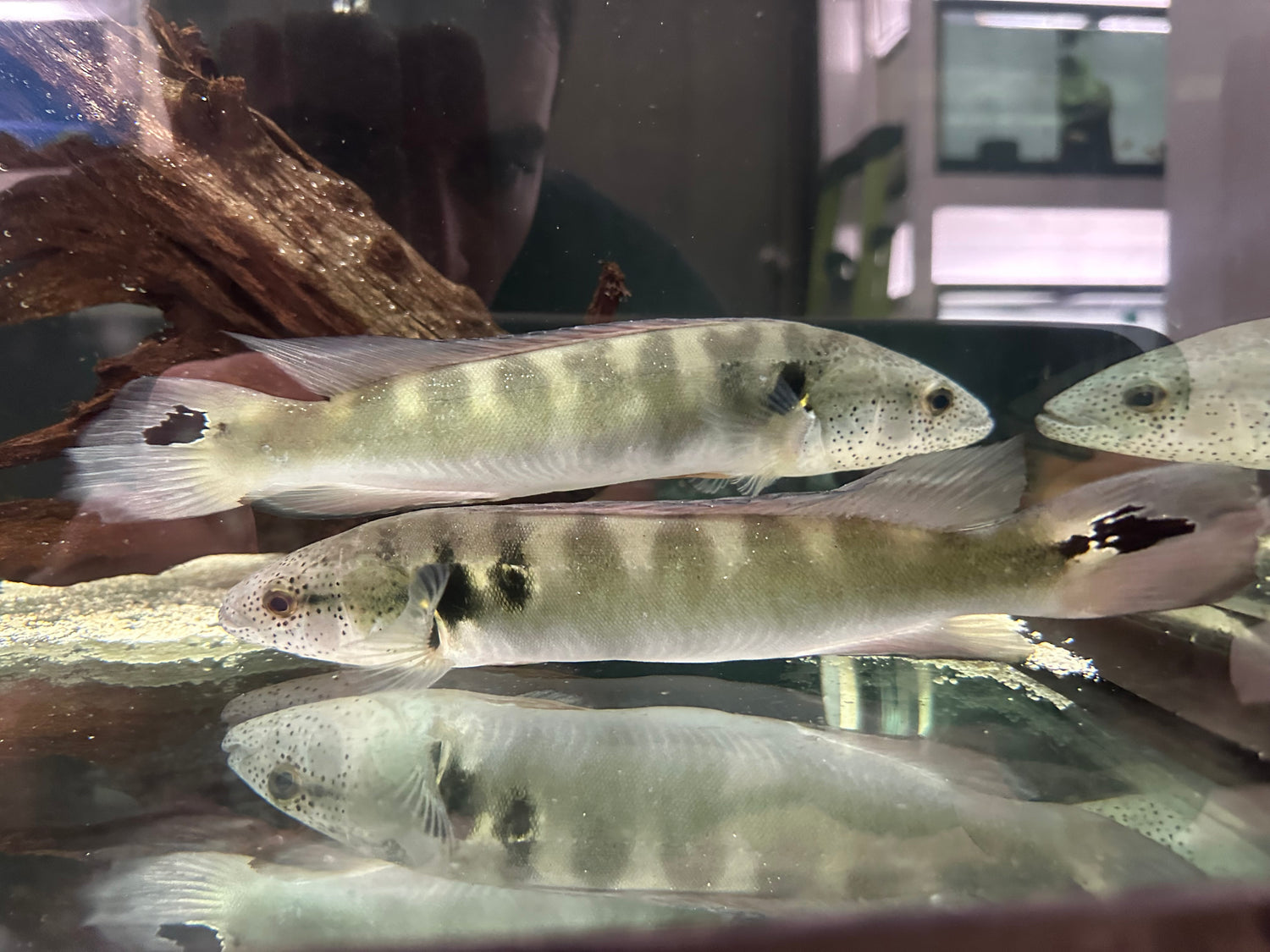 Lenticulated Pike Cichlid (9-10”)