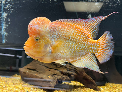 XL Male Goldenbase Flowerhorn (8-9”)