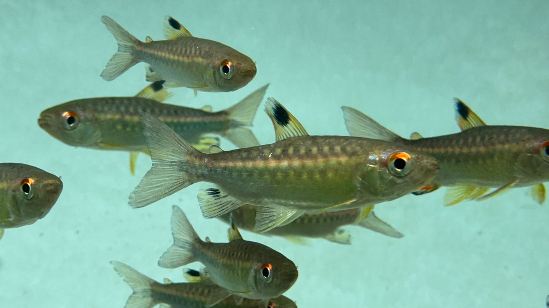 African Red Eye Tetra (2.5”)