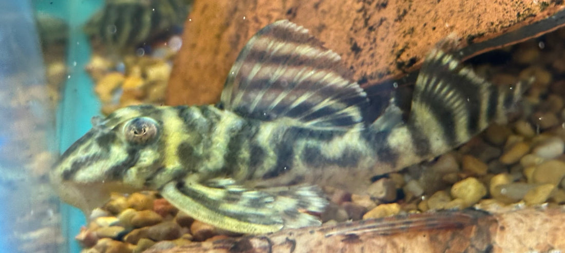 XL L199 Zebra Pleco (3”)