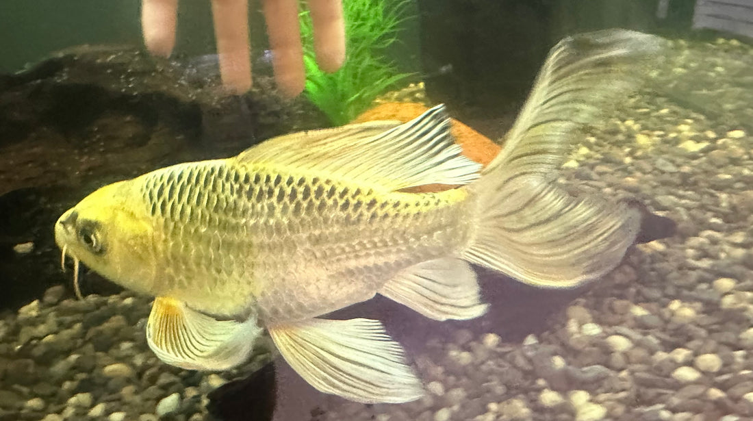 LARGE Shortbody Koi (9”)