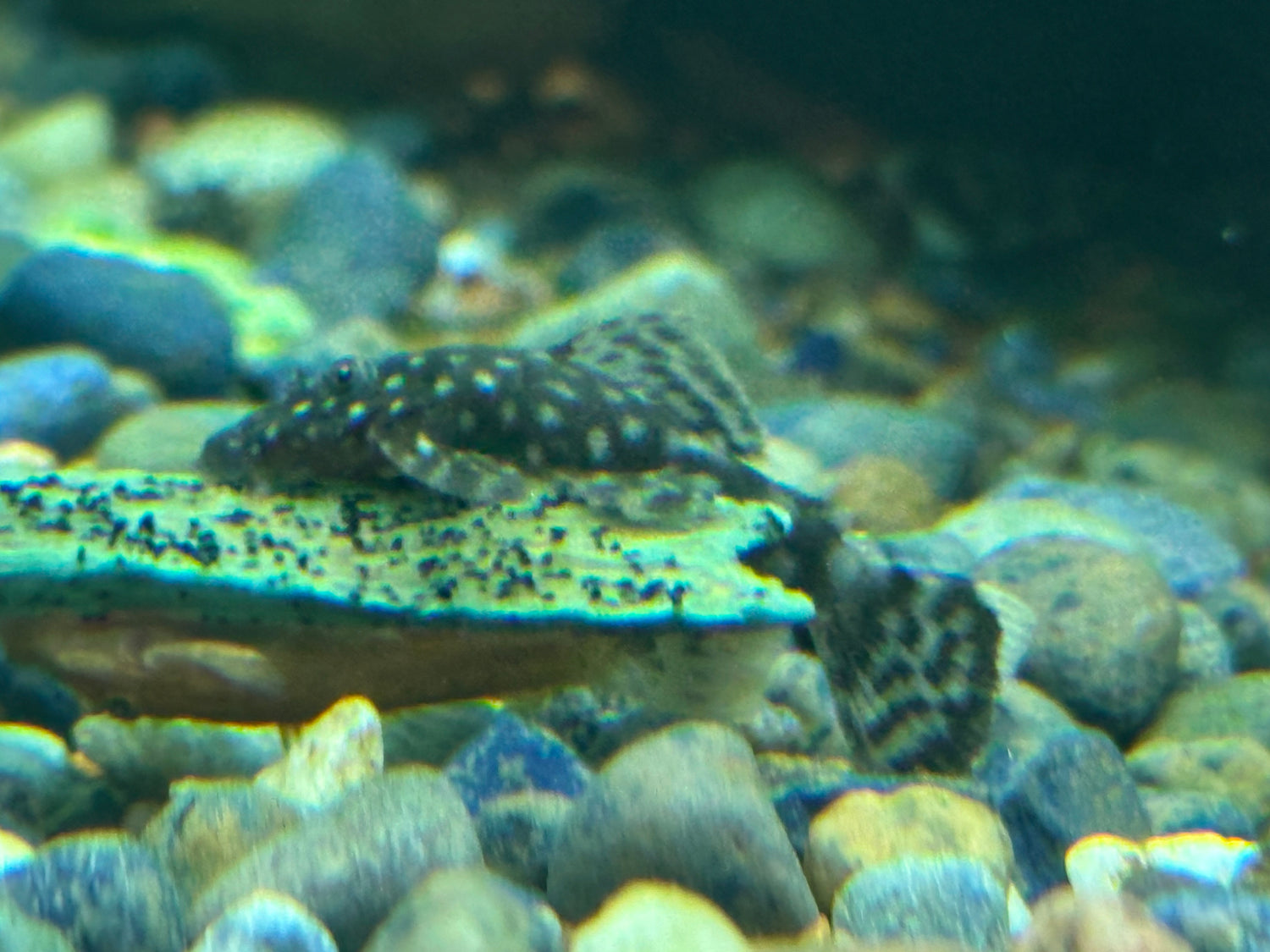 Bushynose Pleco (1.25”)