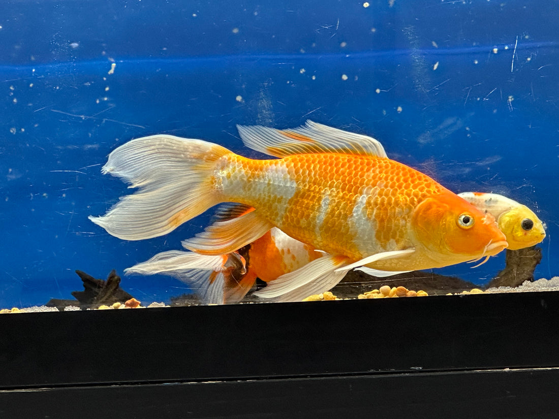 Assorted Koi (4-6”)