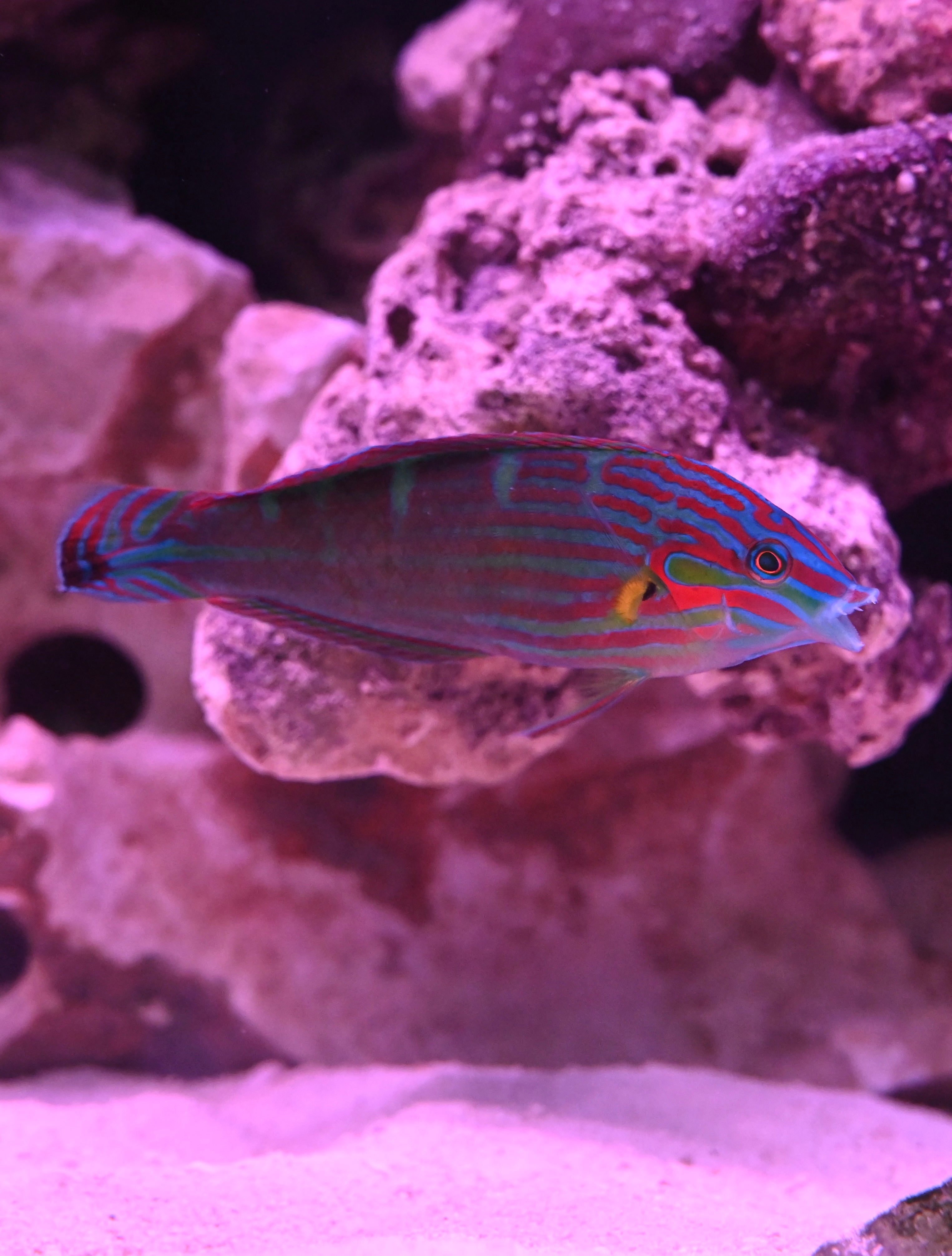 Melanurus Wrasse (2.5”)