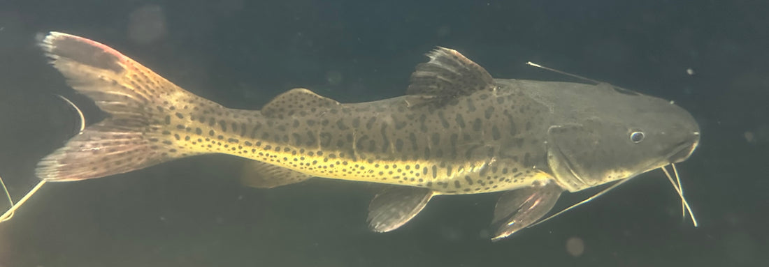 XL Hybrid Redtail Catfish (26-28”+)