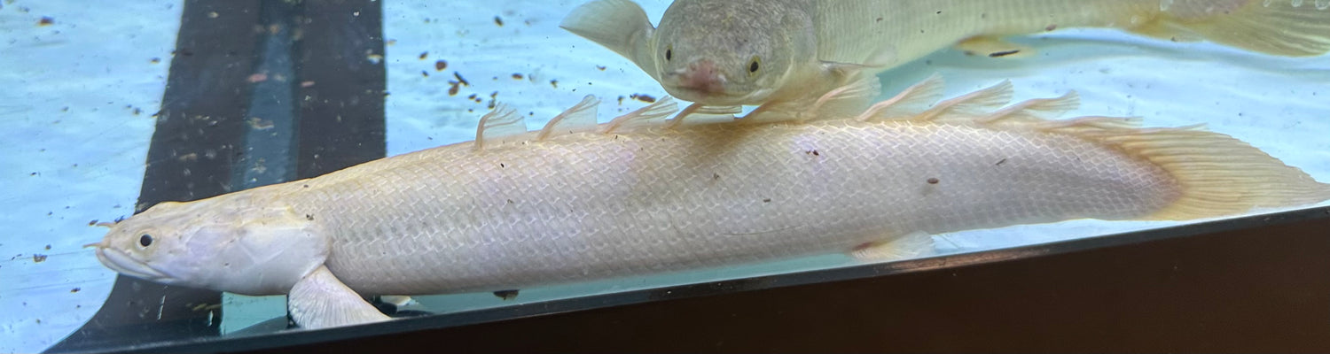 LARGE Platinum Endlicheri Polypterus (10-11”)