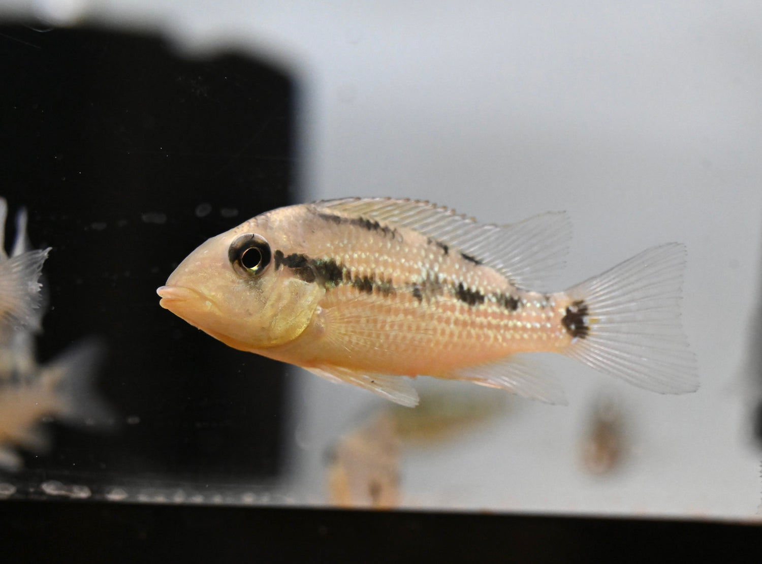 Gold Dust Geophagus (1.5-2”)