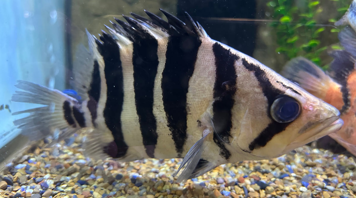 XL Sumatra Datnoid (8”)