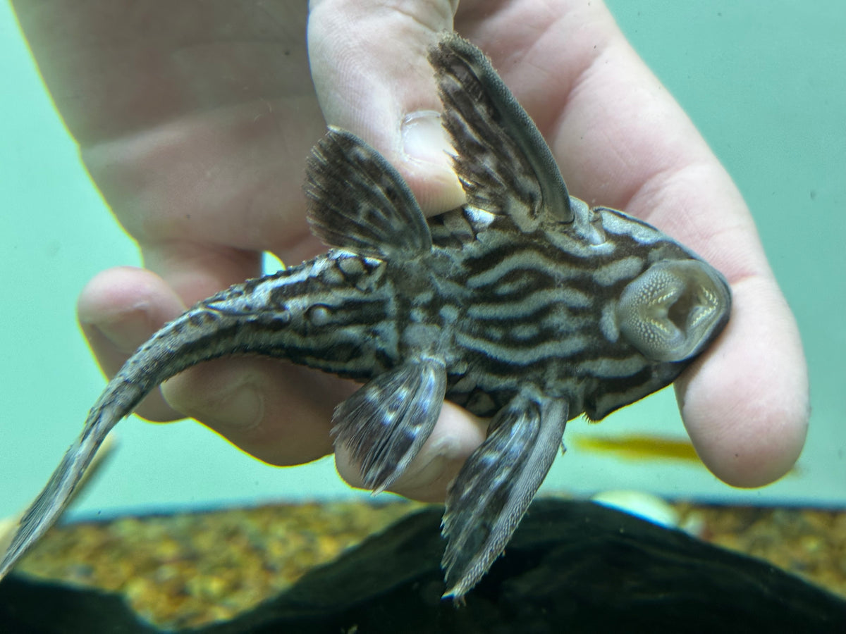L330 Watermelon Pleco (4”)