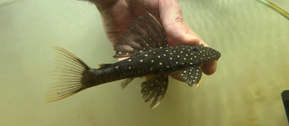 Phase II Luteus Pleco (6”)