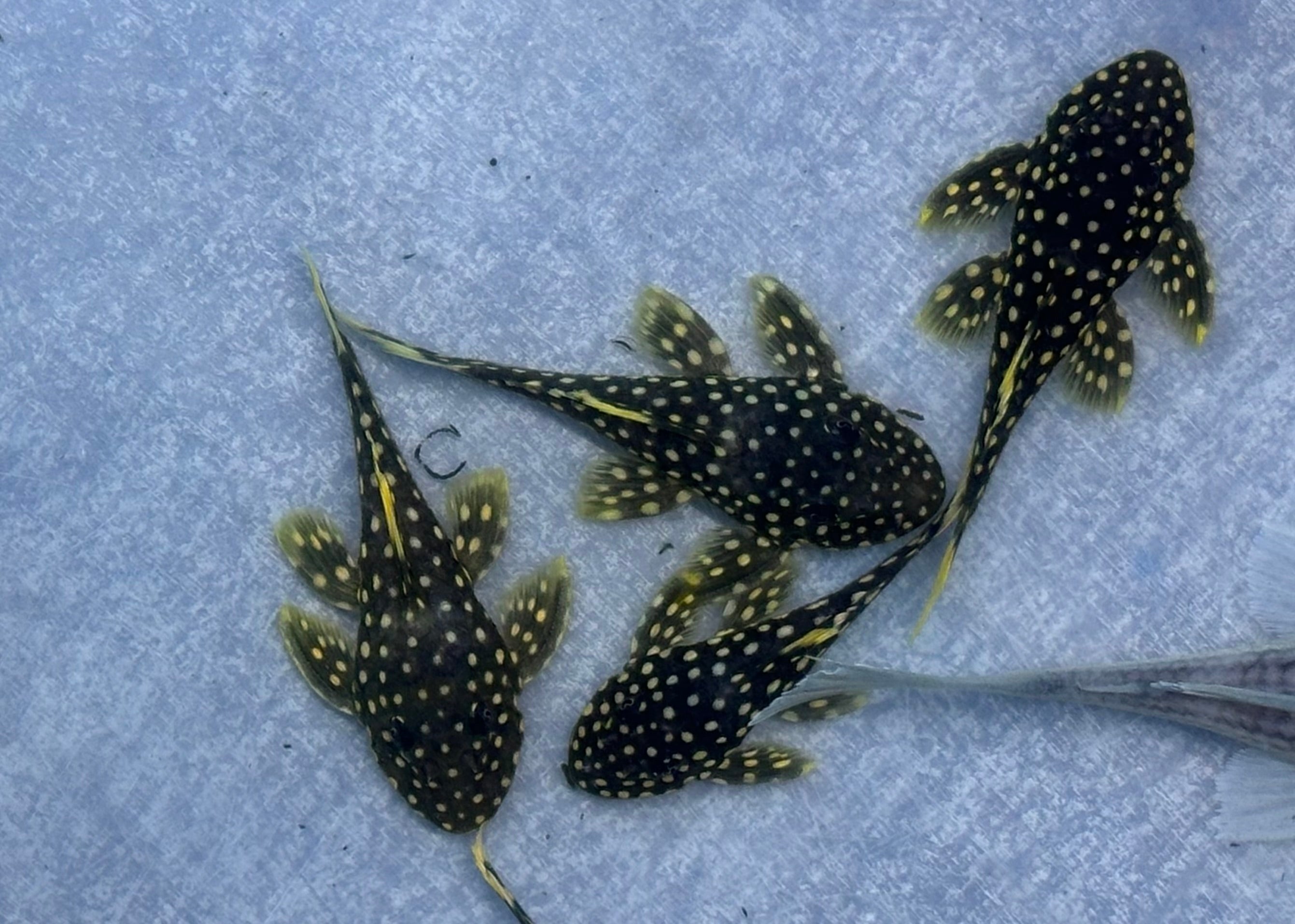 L018 Gold Nugget Pleco (2”)