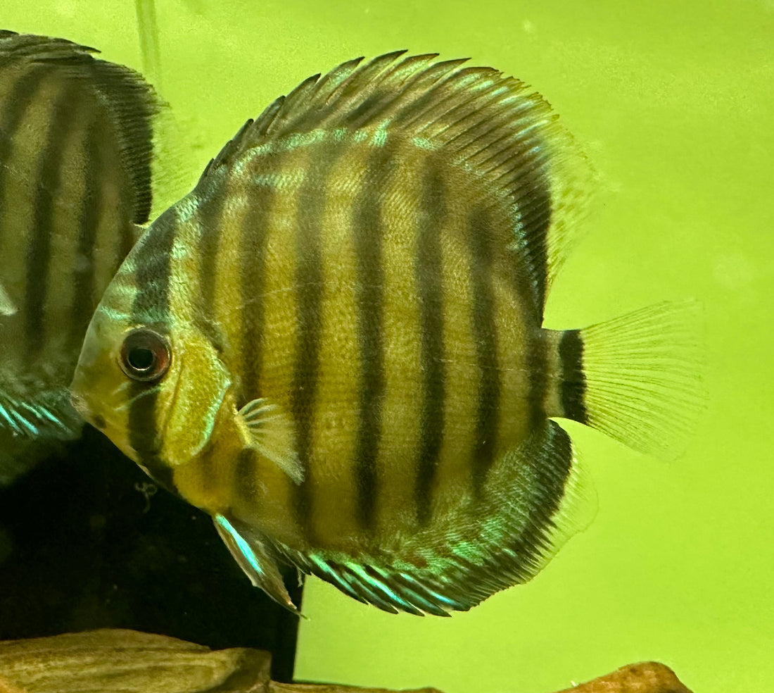 Wild Caught Peru Discus (3”)