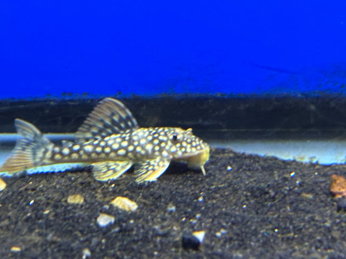 L014 Sunshine Pleco (2.5”)