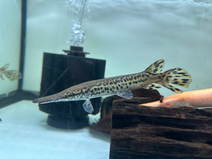 Alligator Gar (6-7”)