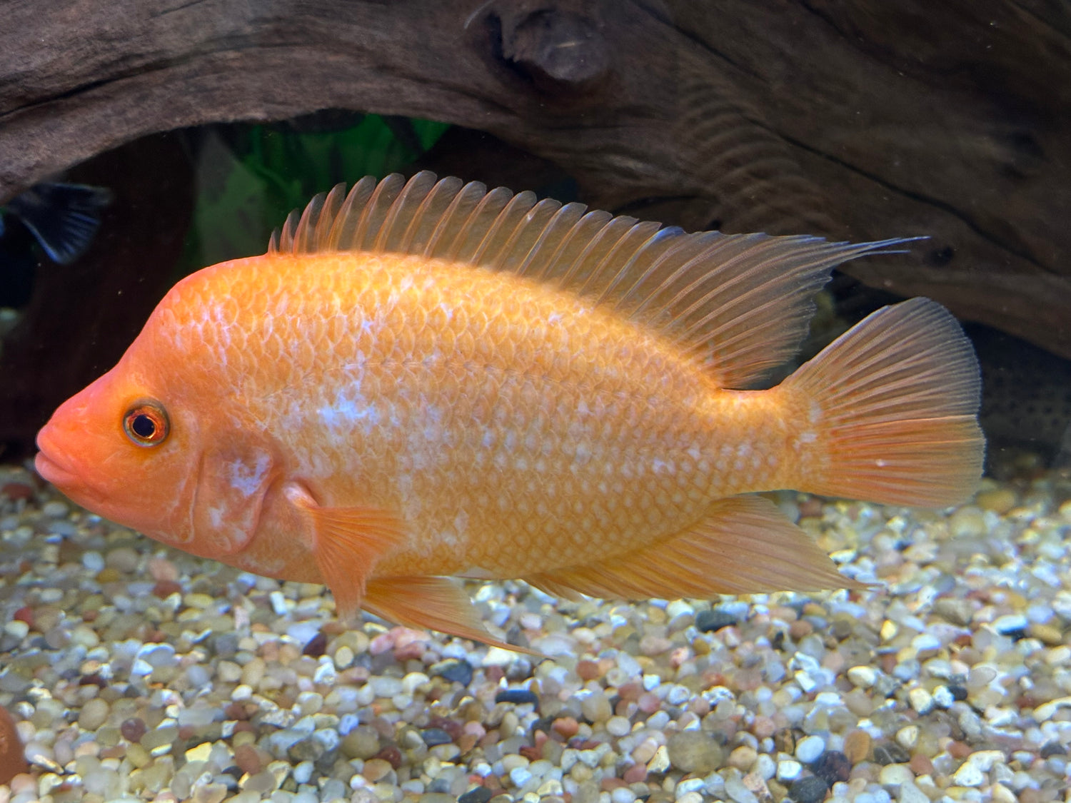 Creamsickle Midas Cichlid (7”)