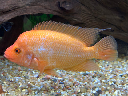 Creamsickle Midas Cichlid (7”)