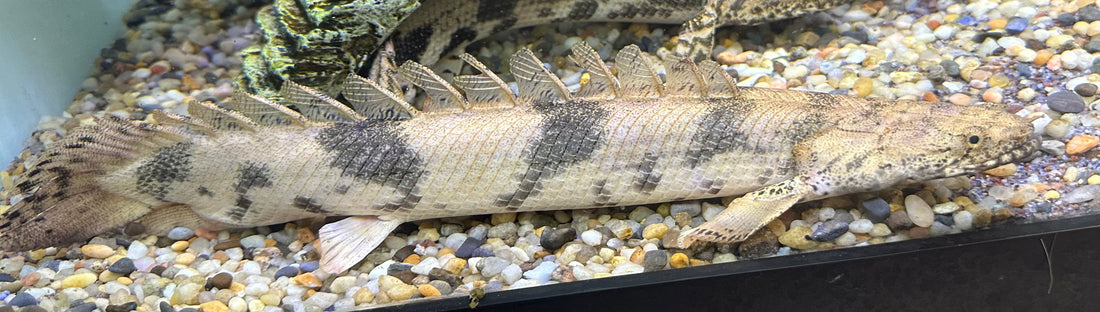 XL Endlicheri Polypterus (15-16”+)
