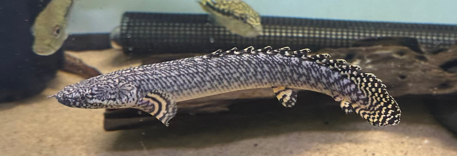 Ornate Polypterus (8”)
