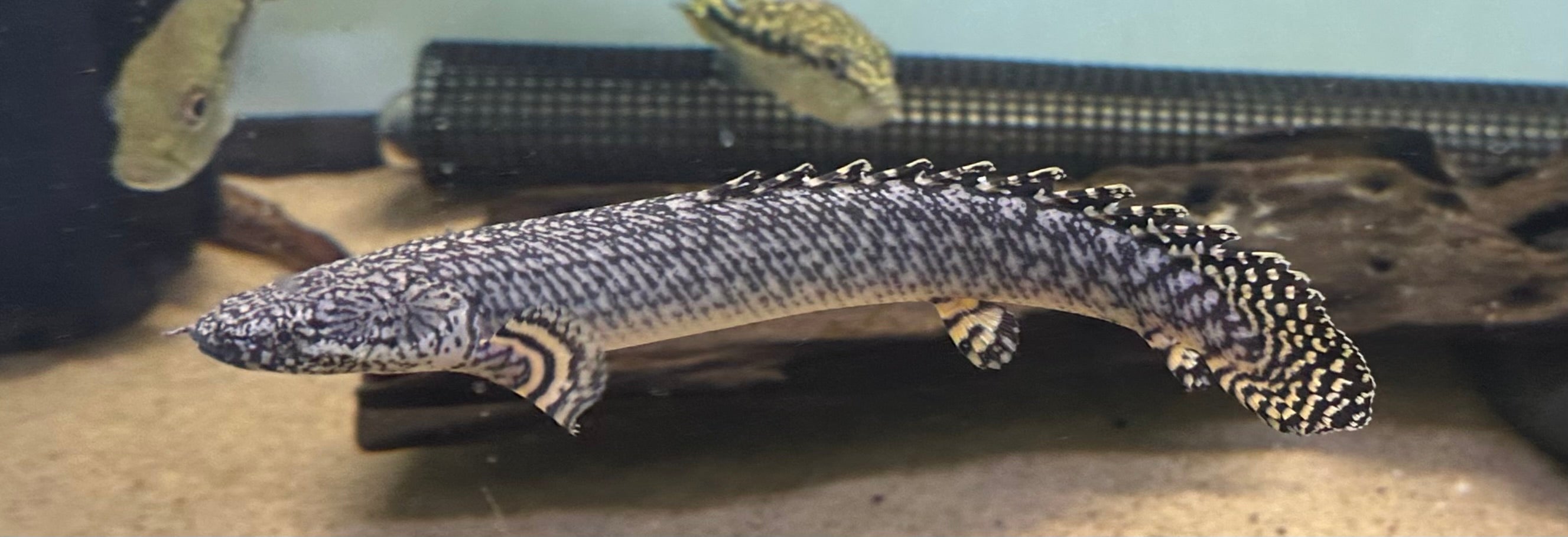 Ornate Polypterus (8”)