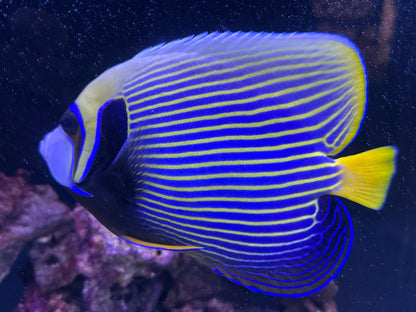 XL Emperor Angelfish (7-7.5”)