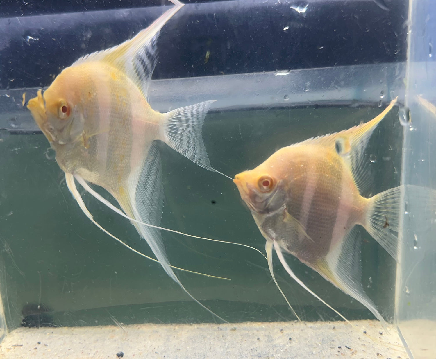 Large Albino Dantum Angel (3.5”+)