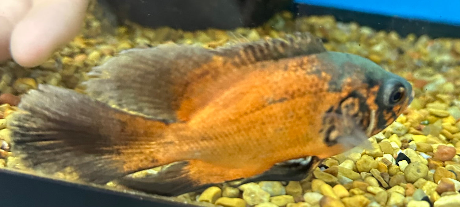 Longfin Oscar Cichlid (2.75-3”)