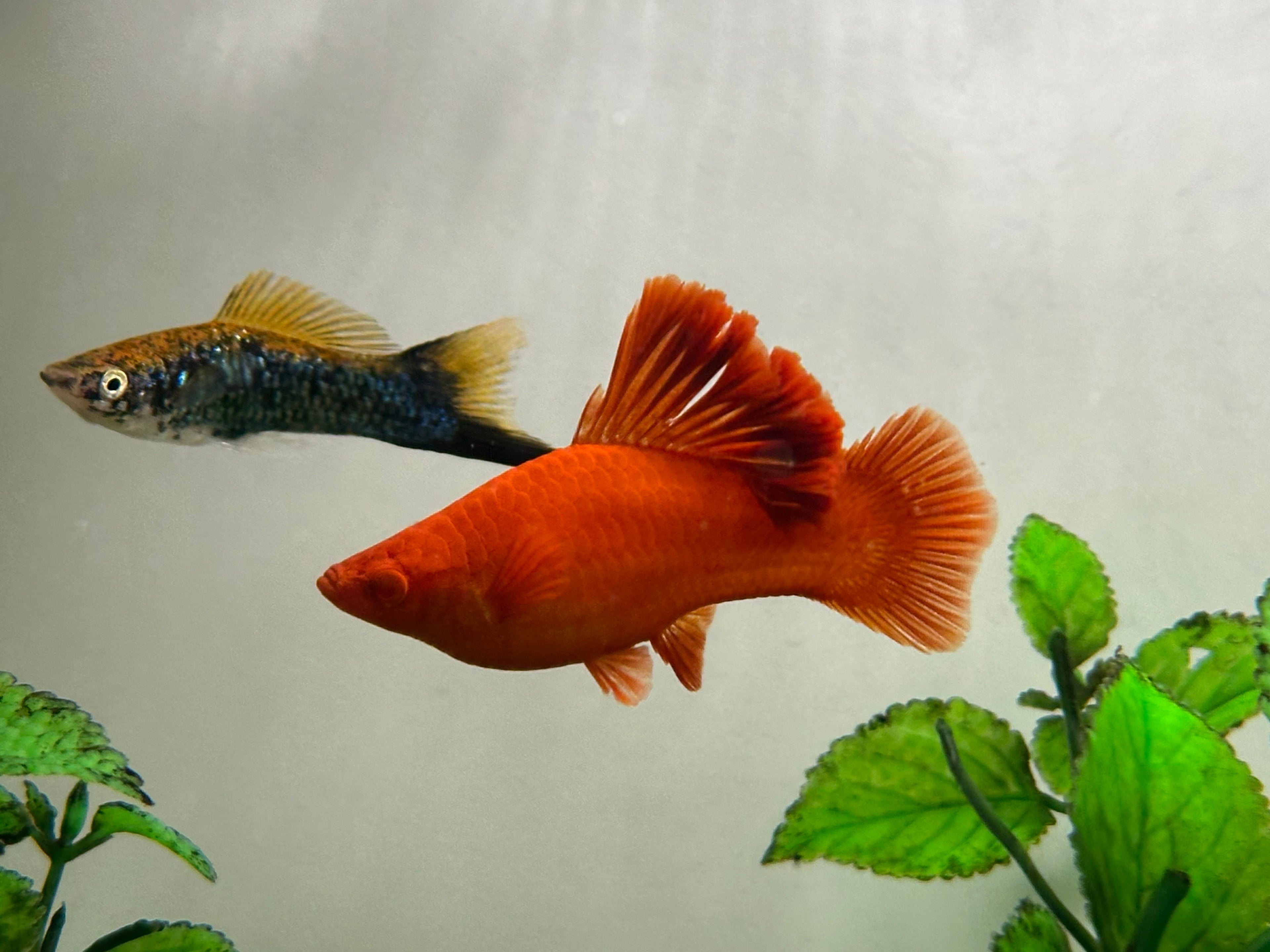 Cauliflower Swordtail (2-2.5”)