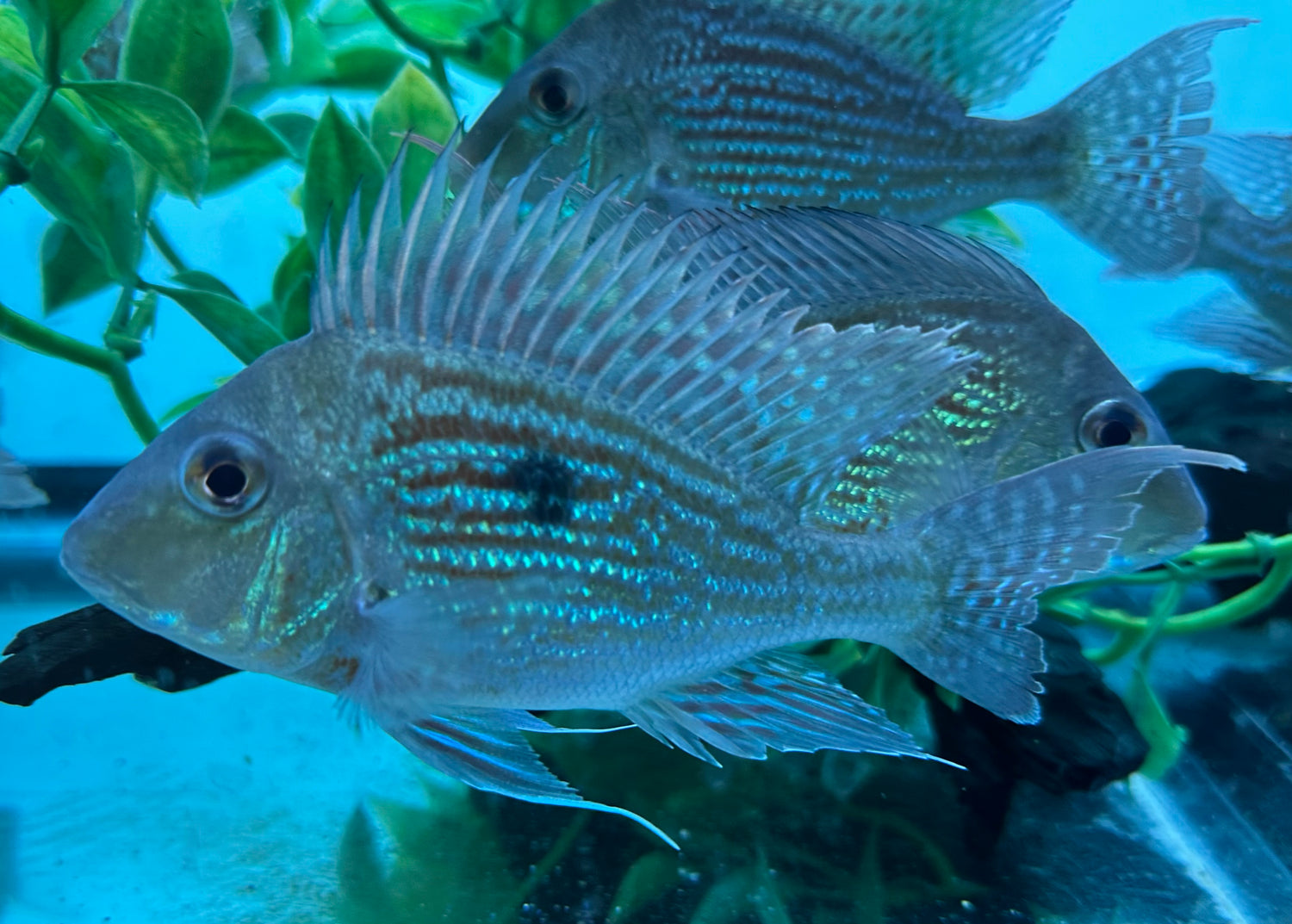 Large Sveni Geophagus (5-5.5”)