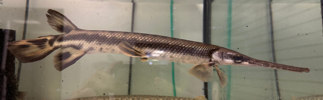 XL Longnose Gar (15-16”)