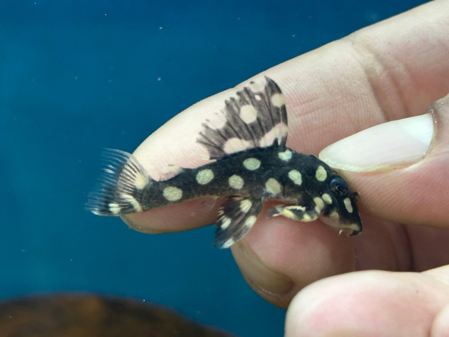 Snowball Pleco (1.5”)