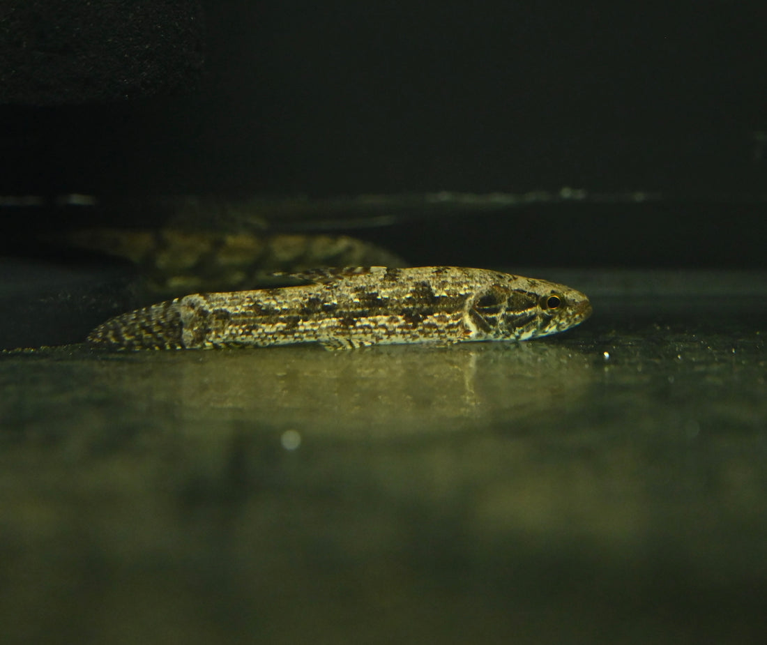 Malabaricus Wolf Fish (3.5-4”)