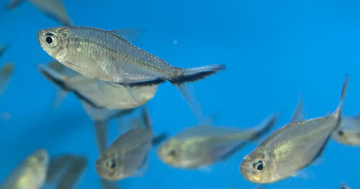 Black Line Costae Tetra (1.5”)