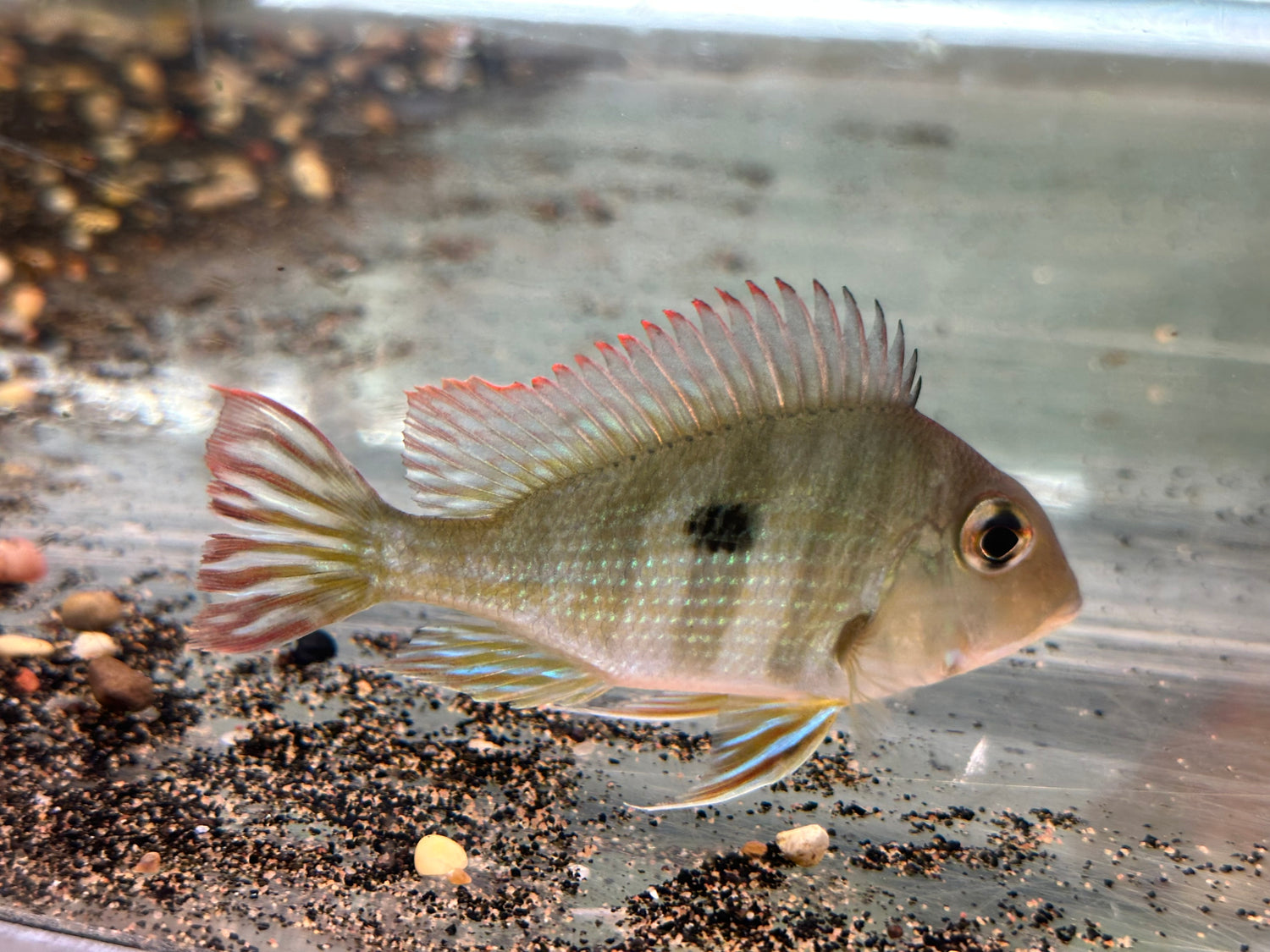 Red Head Tapajos (4”)
