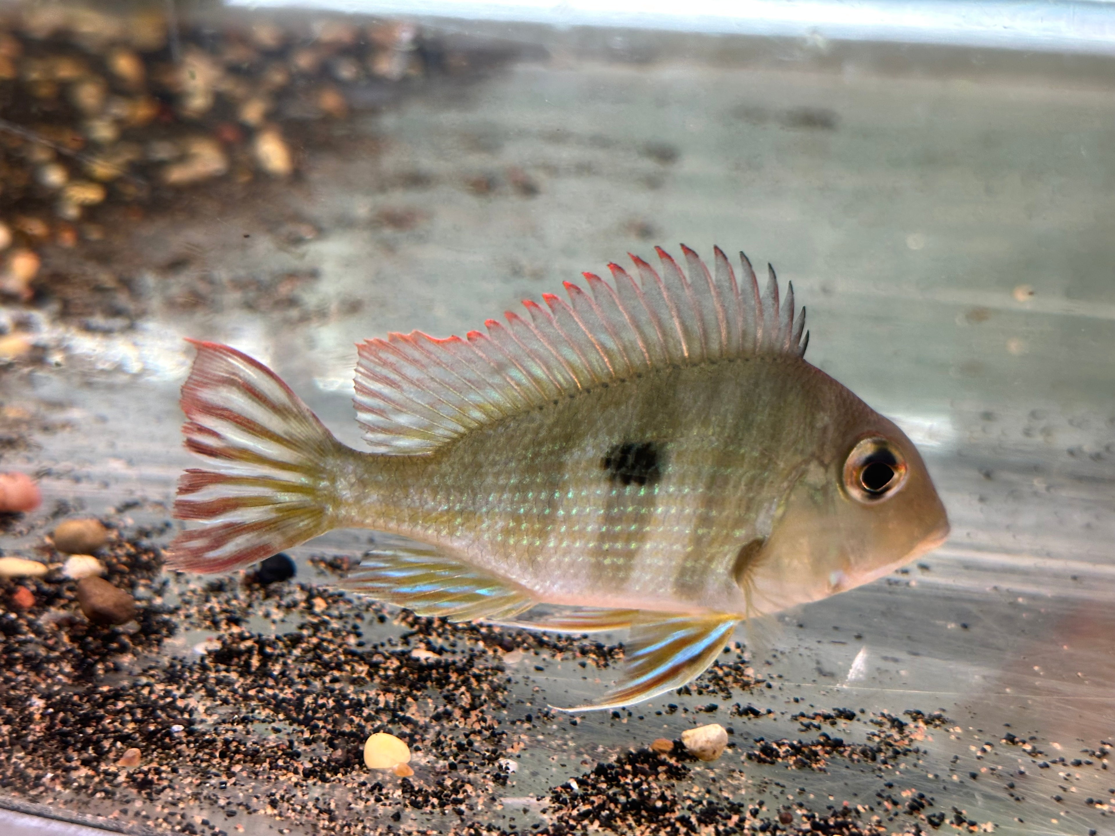 Red Head Tapajos (4”)