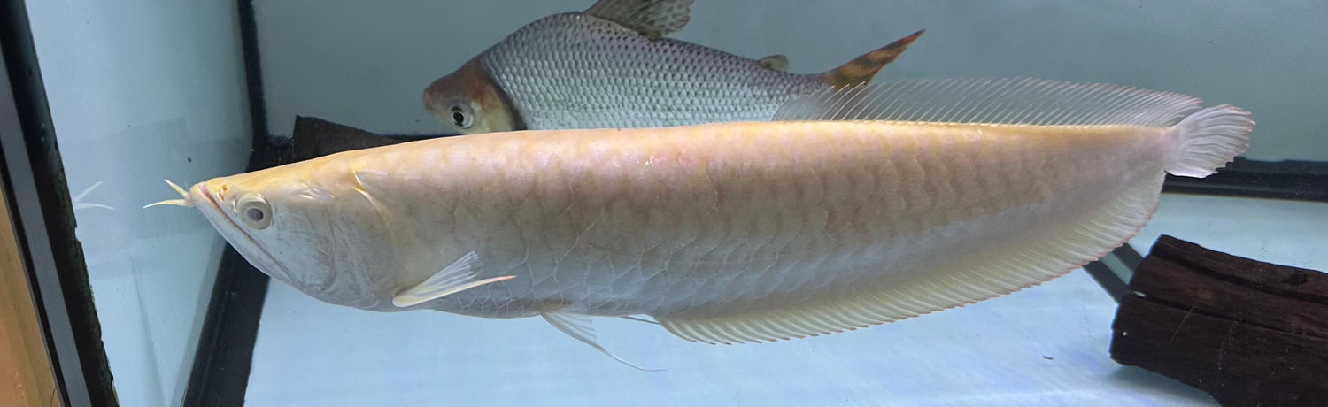 XL Albino Silver Arowana (16”+)
