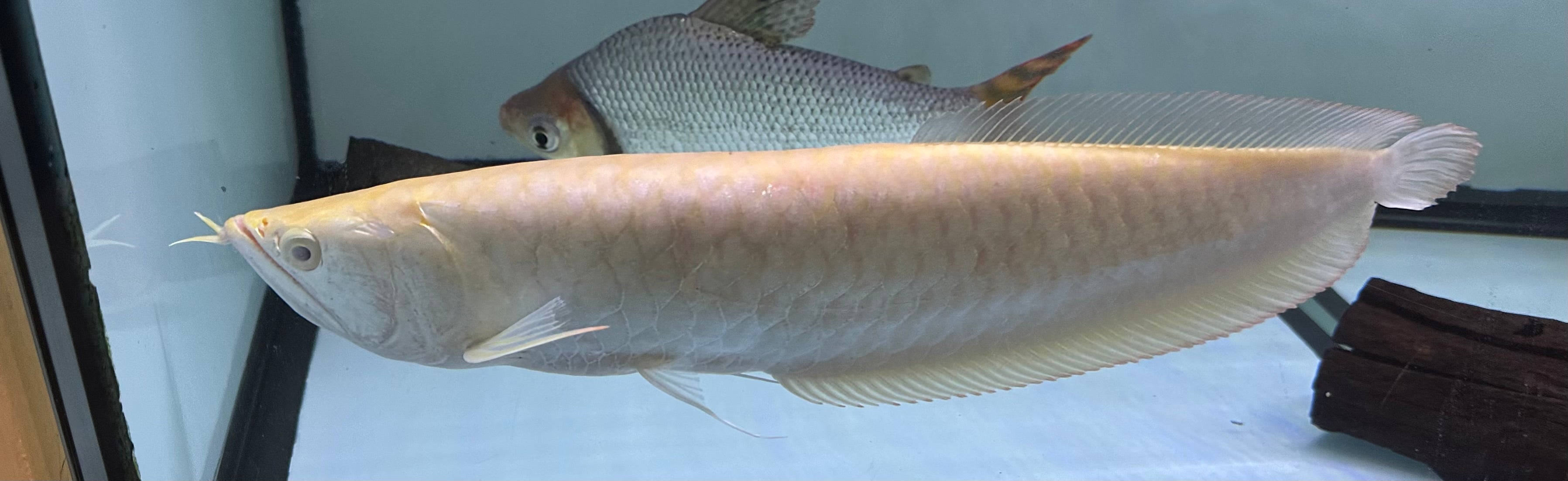 XL Albino Silver Arowana (16”+)