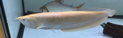XL Albino Silver Arowana (16”+)