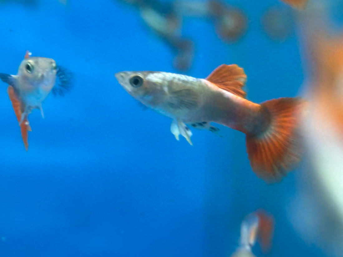 Dumbo Platinum Red Tail Guppy Pair (1”)