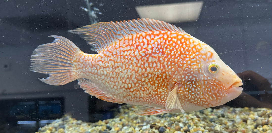 XL Red Texas Cichlid (8”)