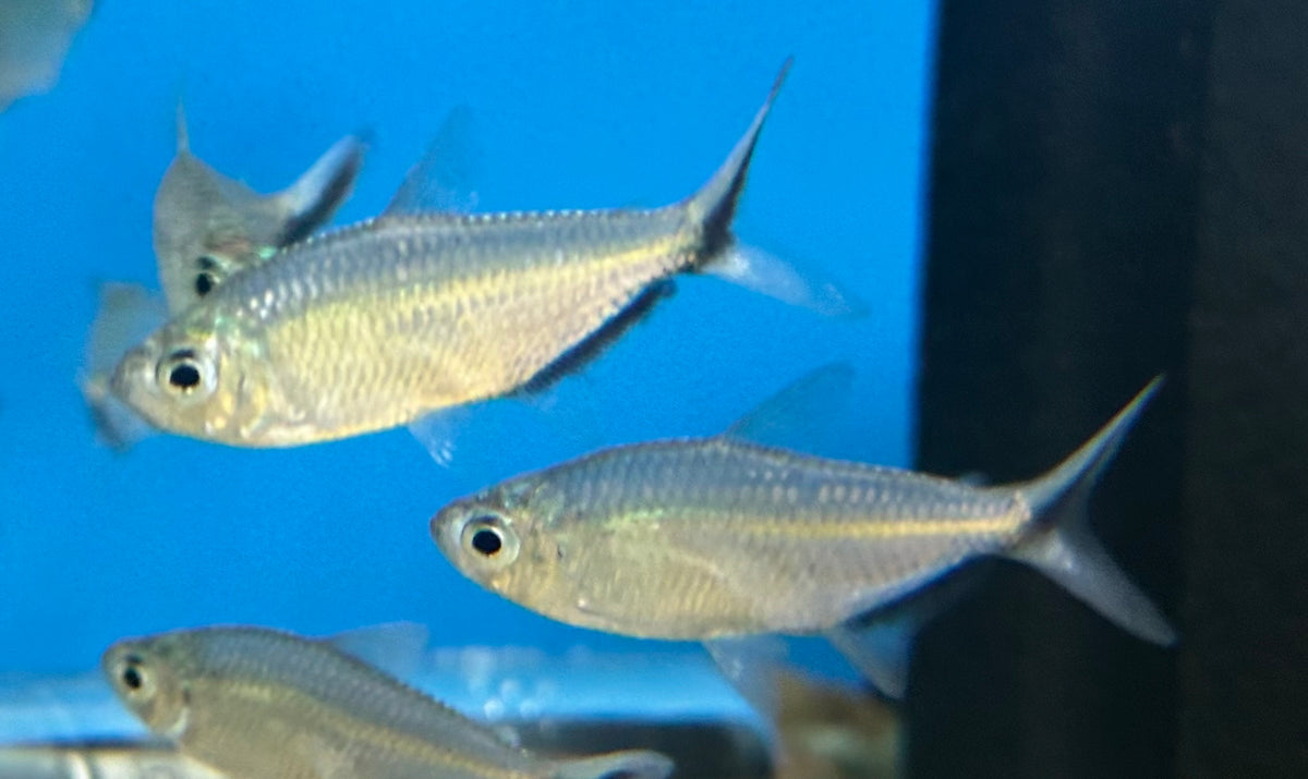 Black Line Costae Tetra (1.5”)