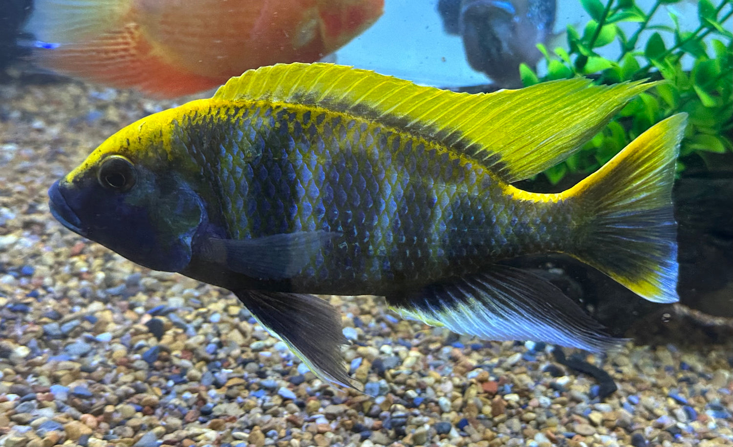 XL Venustus Cichlid (7”)