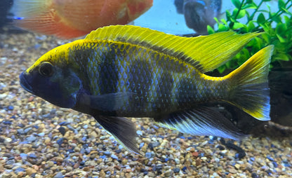 XL Venustus Cichlid (7”)