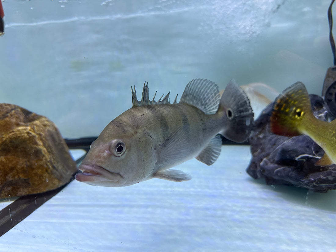 LARGE Silver Mono Peacock Bass (9-10”)