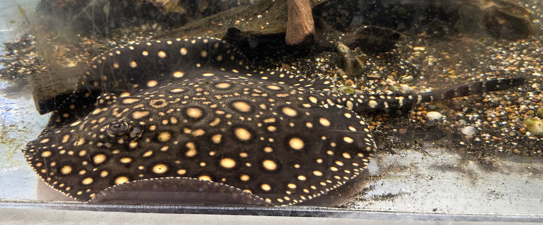 Black Diamond Hybrid (Male 8”)